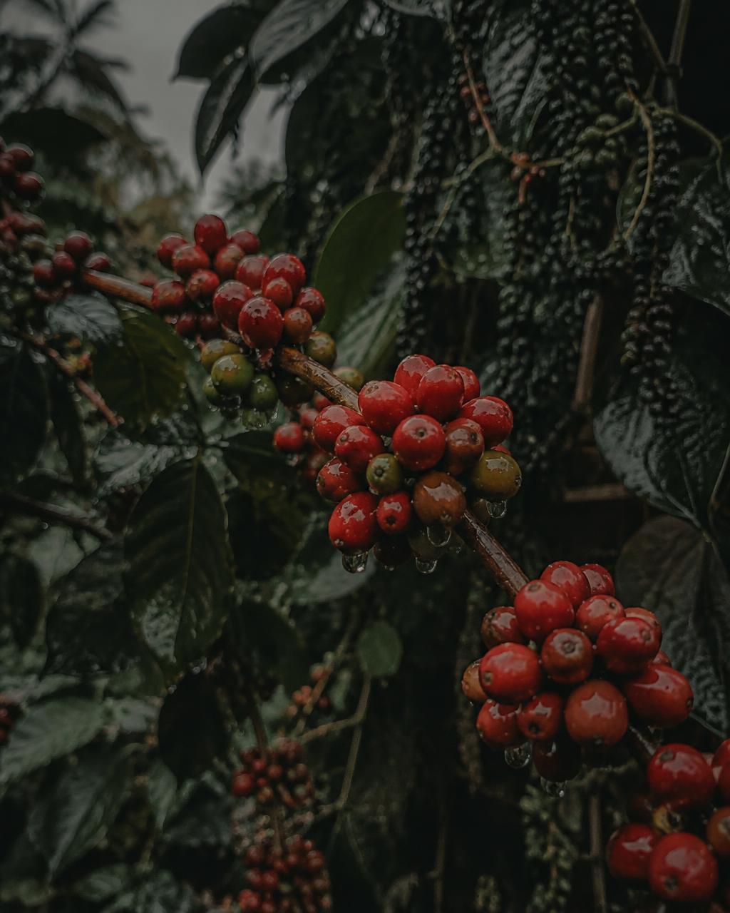 Ripe coffee cherries with raindrops beside pepper vines